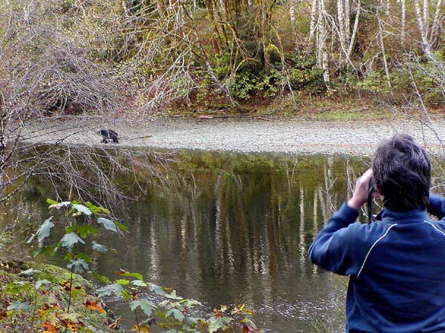 Looking at Bear across stream