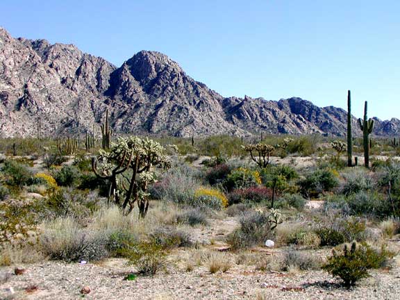 Baja Desert Scene